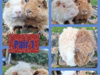 Guinea Pig rodents Pairs of boys (1,2,3) pair of girls and s8ngle sow - Advert 1