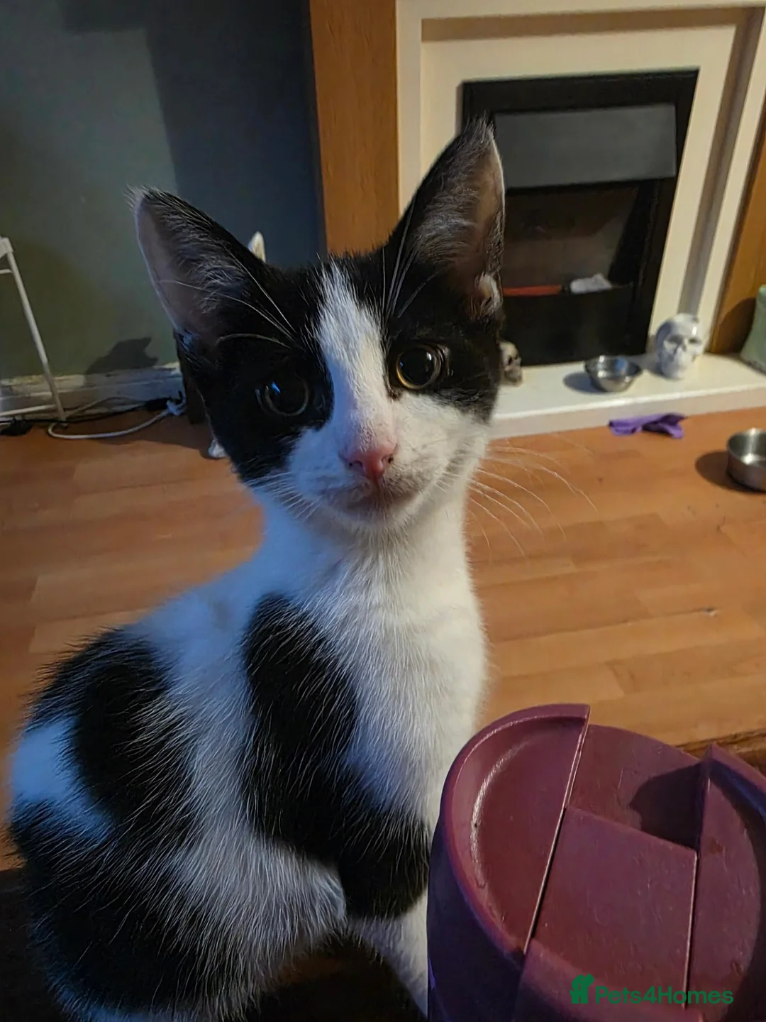 Mixed Breed cats for sale: Beautiful little boy  in Ilford - Advert 2