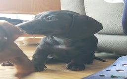 Miniature Dachshund dogs for sale: ..Miniature dachshunds 1 Girl 1BOY READY TO LEAVE  in Ellesmere Port - Image 10