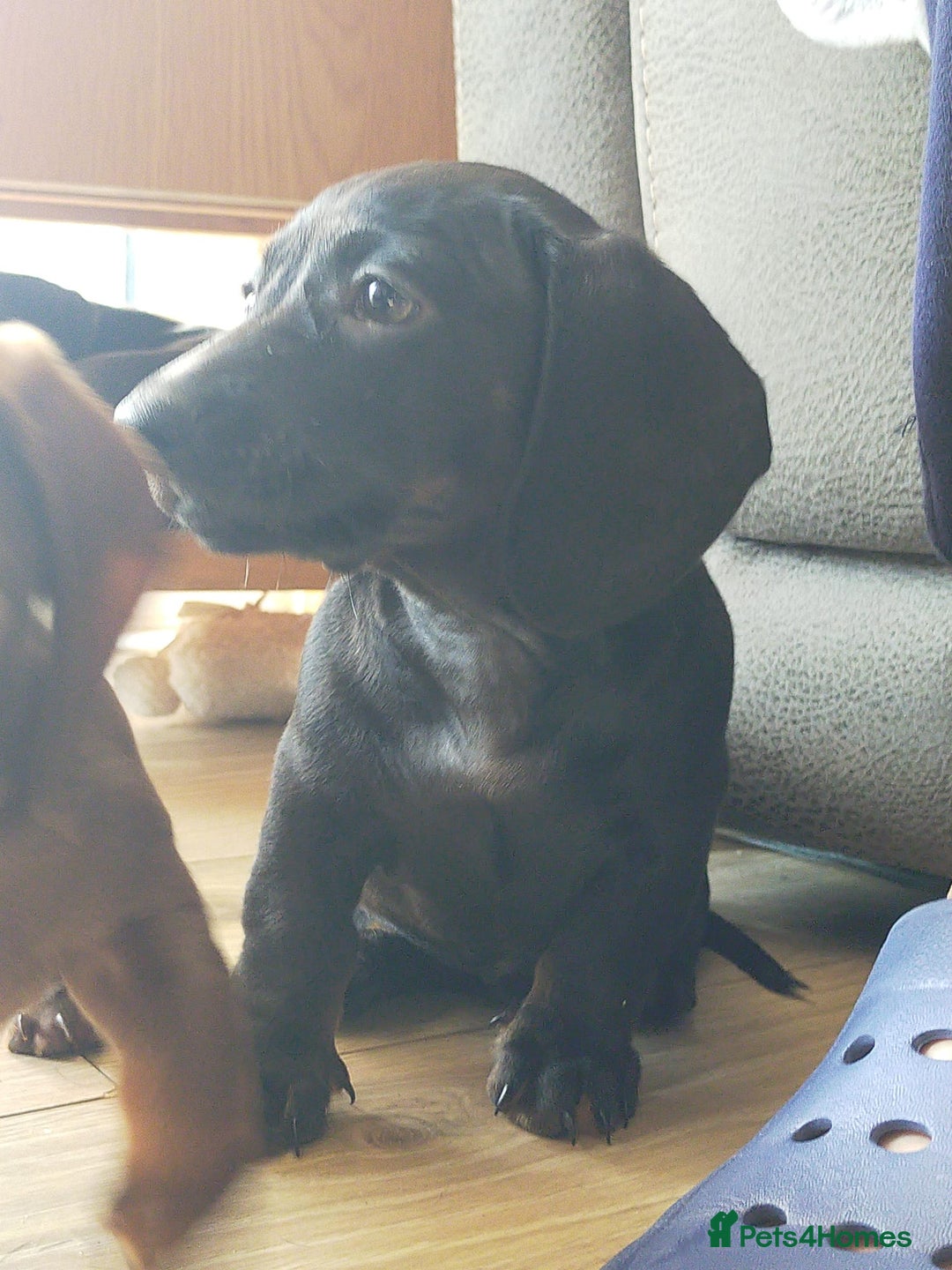 Miniature Dachshund dogs for sale: ..Miniature dachshunds 1 Girl 1BOY READY TO LEAVE  in Ellesmere Port - Image 10
