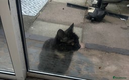 Mixed Breed cats for sale: 4 beautiful kittens  - Image 6