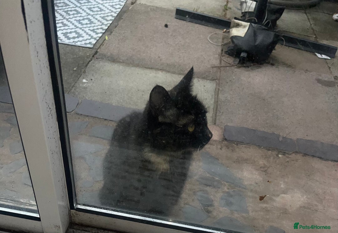 Mixed Breed cats for sale: 4 beautiful kittens  - Image 6