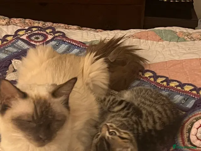 Ragdoll cats for sale: Ragdoll x - Advert 4