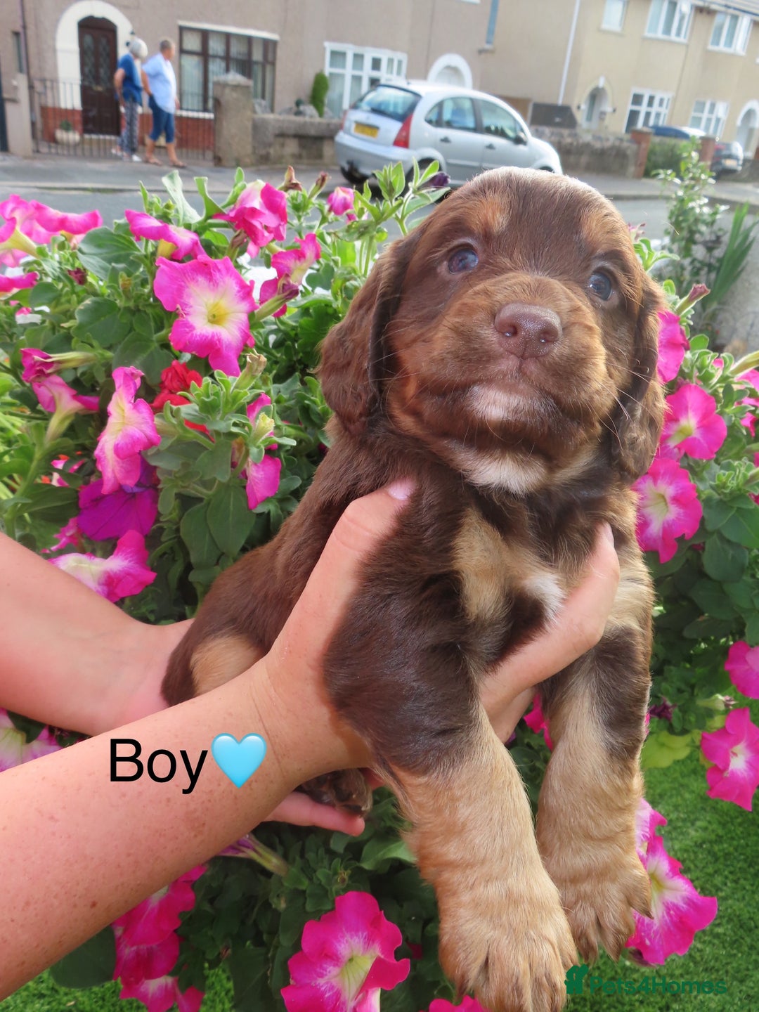 Cockapoo dogs for sale: Beautiful cockerpoo puppies  - Image 27
