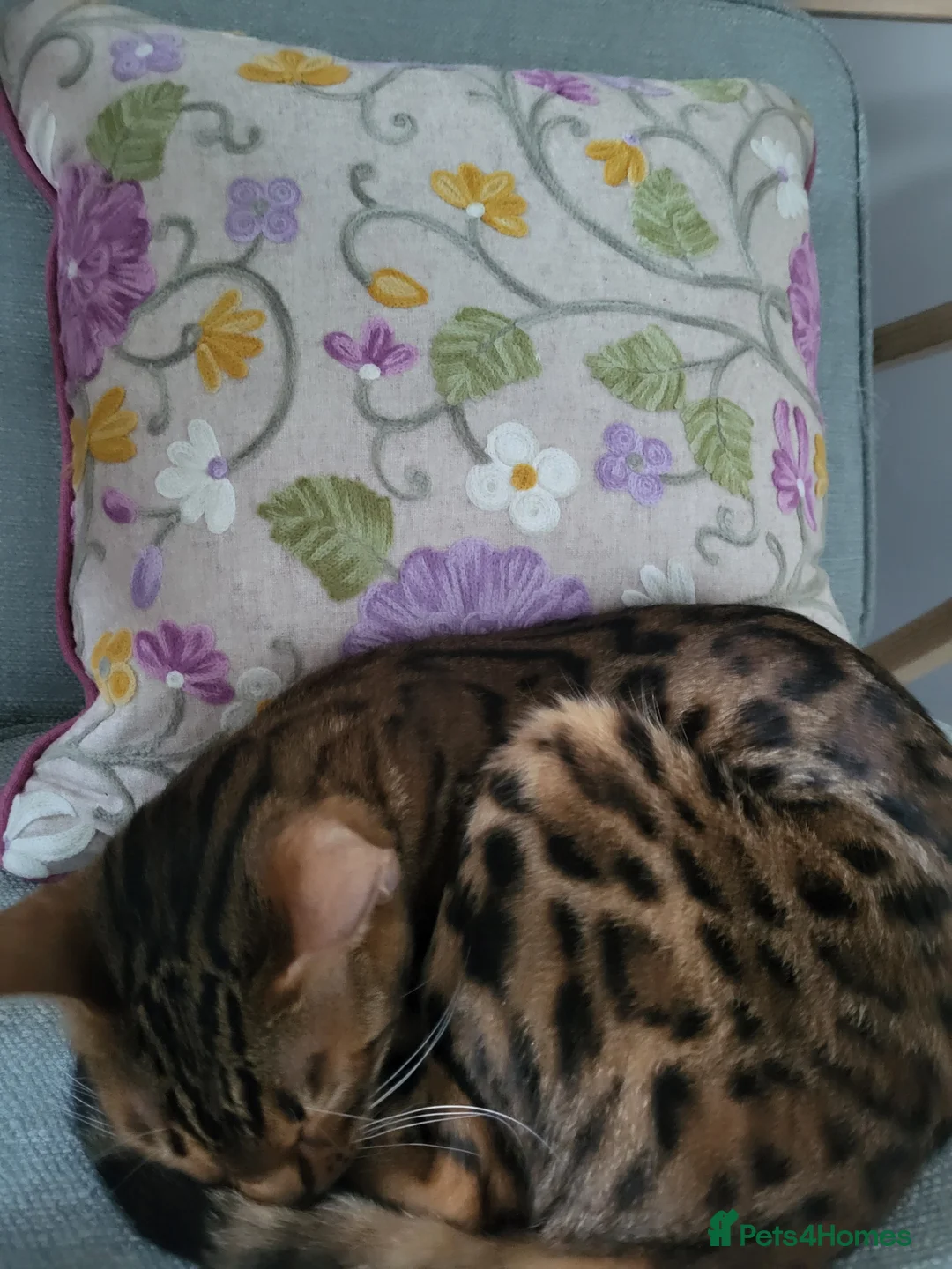 Bengal cats for sale: Female bengal  in Deal - Advert 5