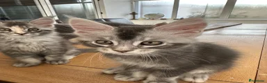 Maine Coon 2