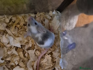 Mouse rodents 5 Cute Baby Fancy Mice - Advert 2