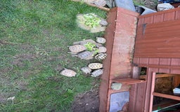 Tortoise reptiles for sale: Male 4 year old Horsfield Tortoise  - Image 7
