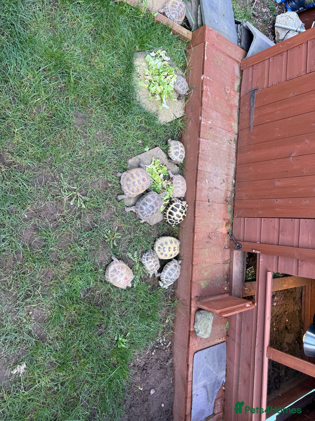 Tortoise reptiles for sale: Male 4 year old Horsfield Tortoise  - Image 7
