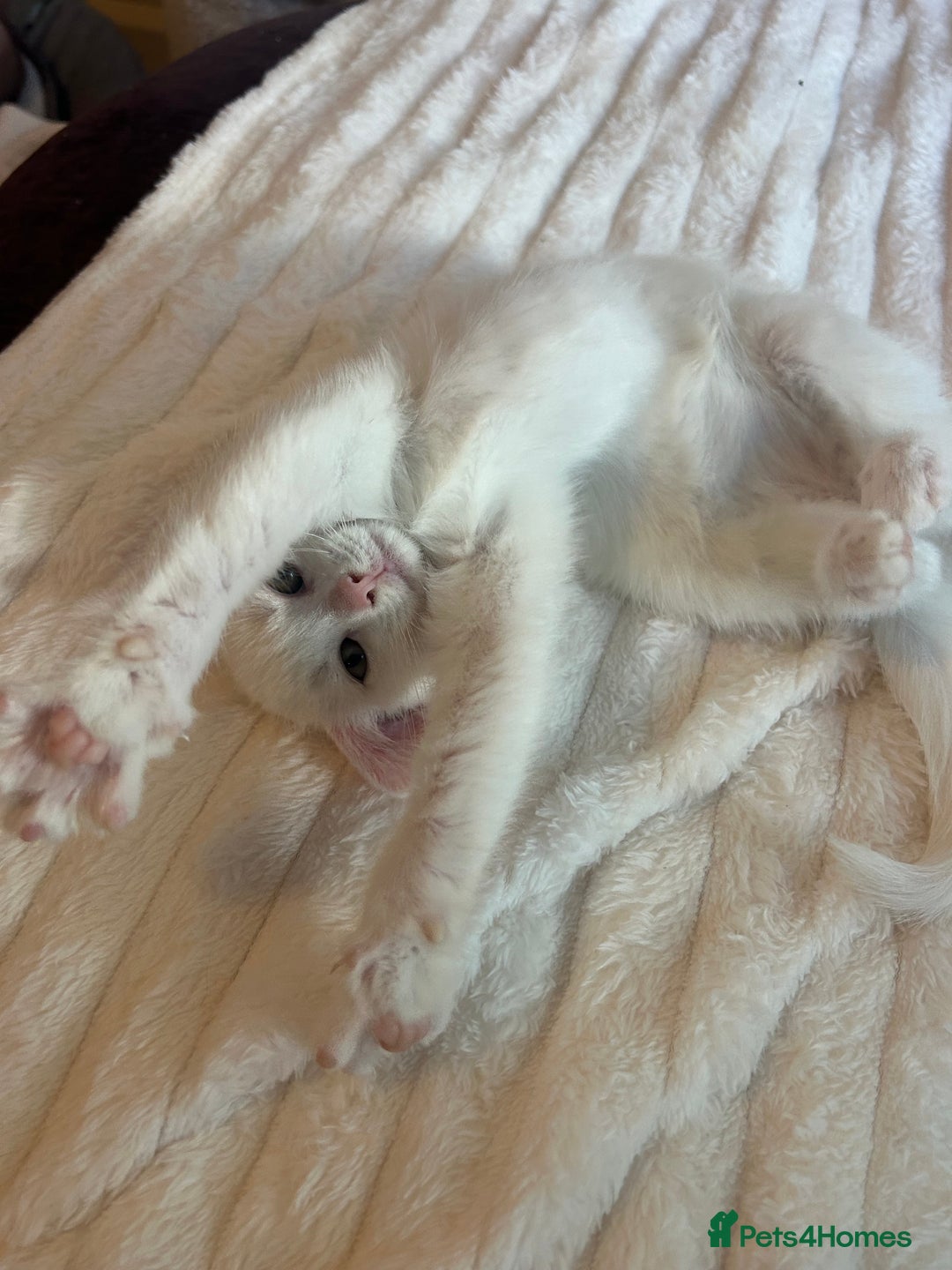 Mixed Breed cats for sale: Beautiful white 10 week old kitten  - Advert 3