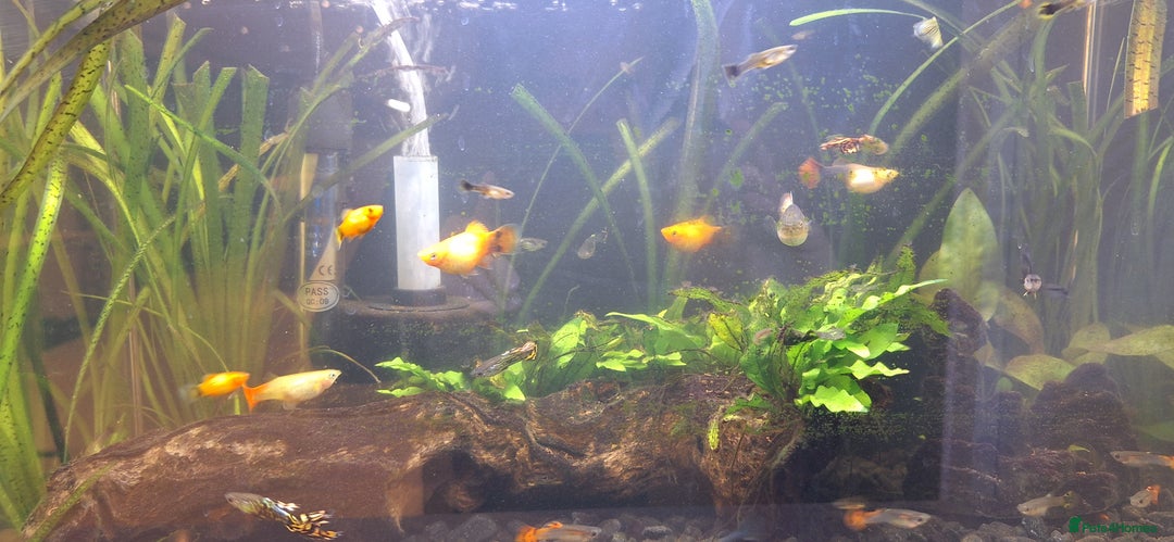 Platies fish for sale: Sunset platies and guppies - Image 3