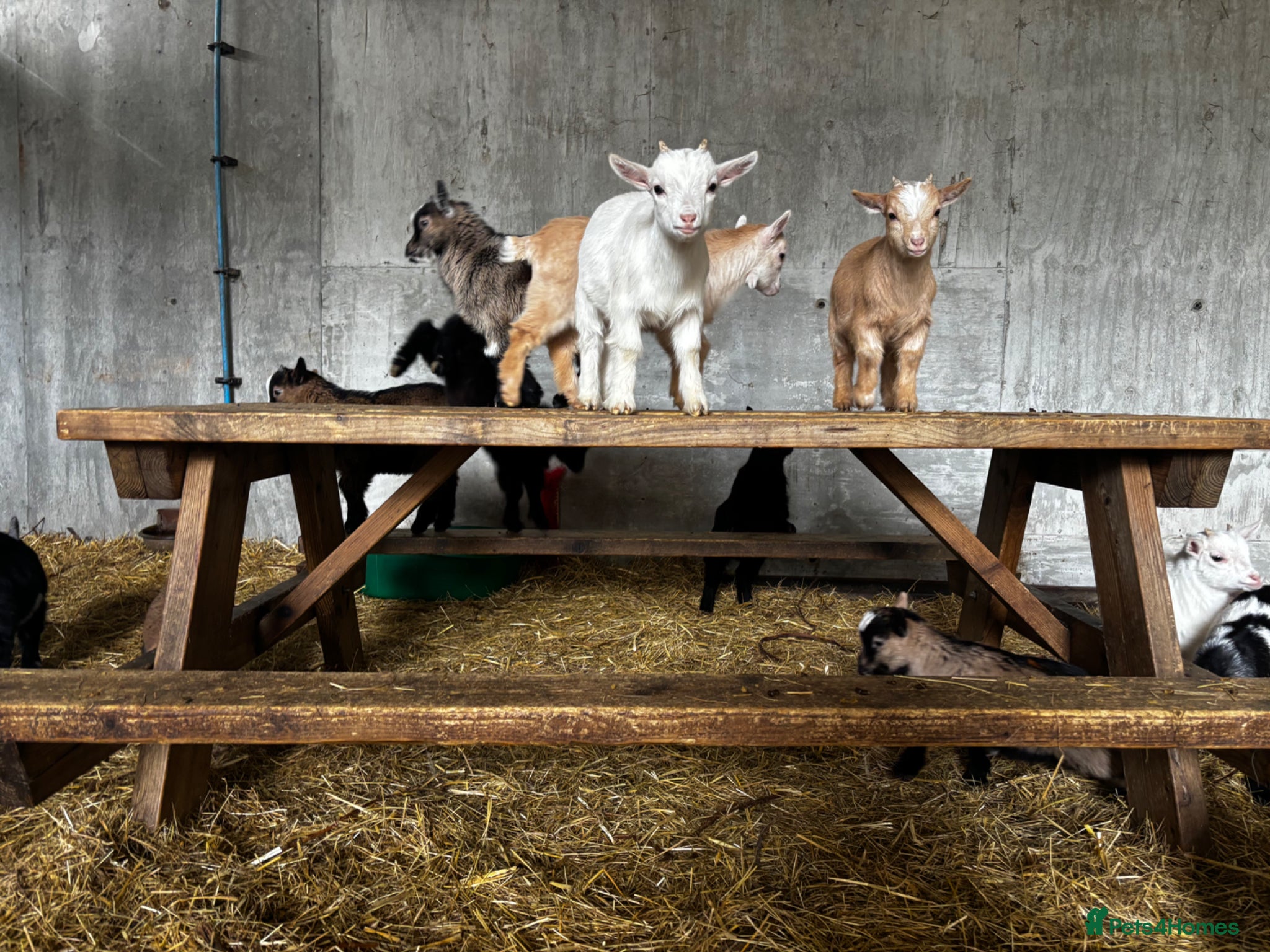 Goats livestock Proven Billy Goat – 2 Years Old Seeking Good Home - Advert 2