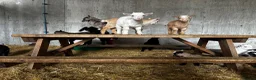 Goats livestock for sale: Proven Billy Goat – 2 Years Old Seeking Good Home - Advert 2
