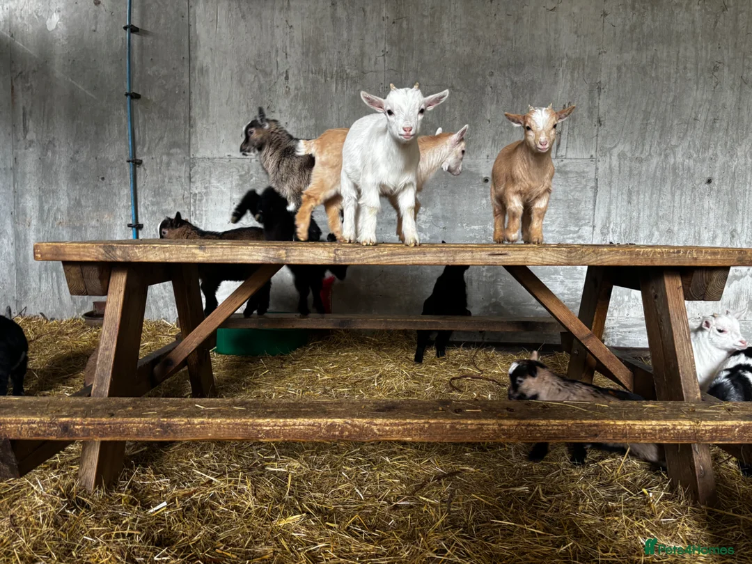 Goats livestock for sale: Proven Billy Goat – 2 Years Old Seeking Good Home - Advert 2