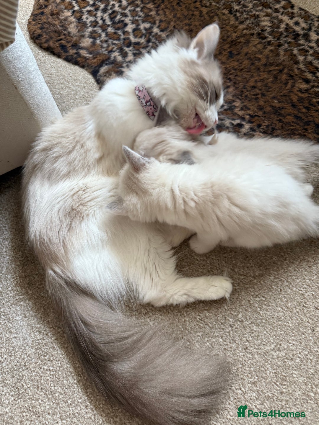Ragdoll cats for sale: Blue bicolour babies 🐾 - Image 28