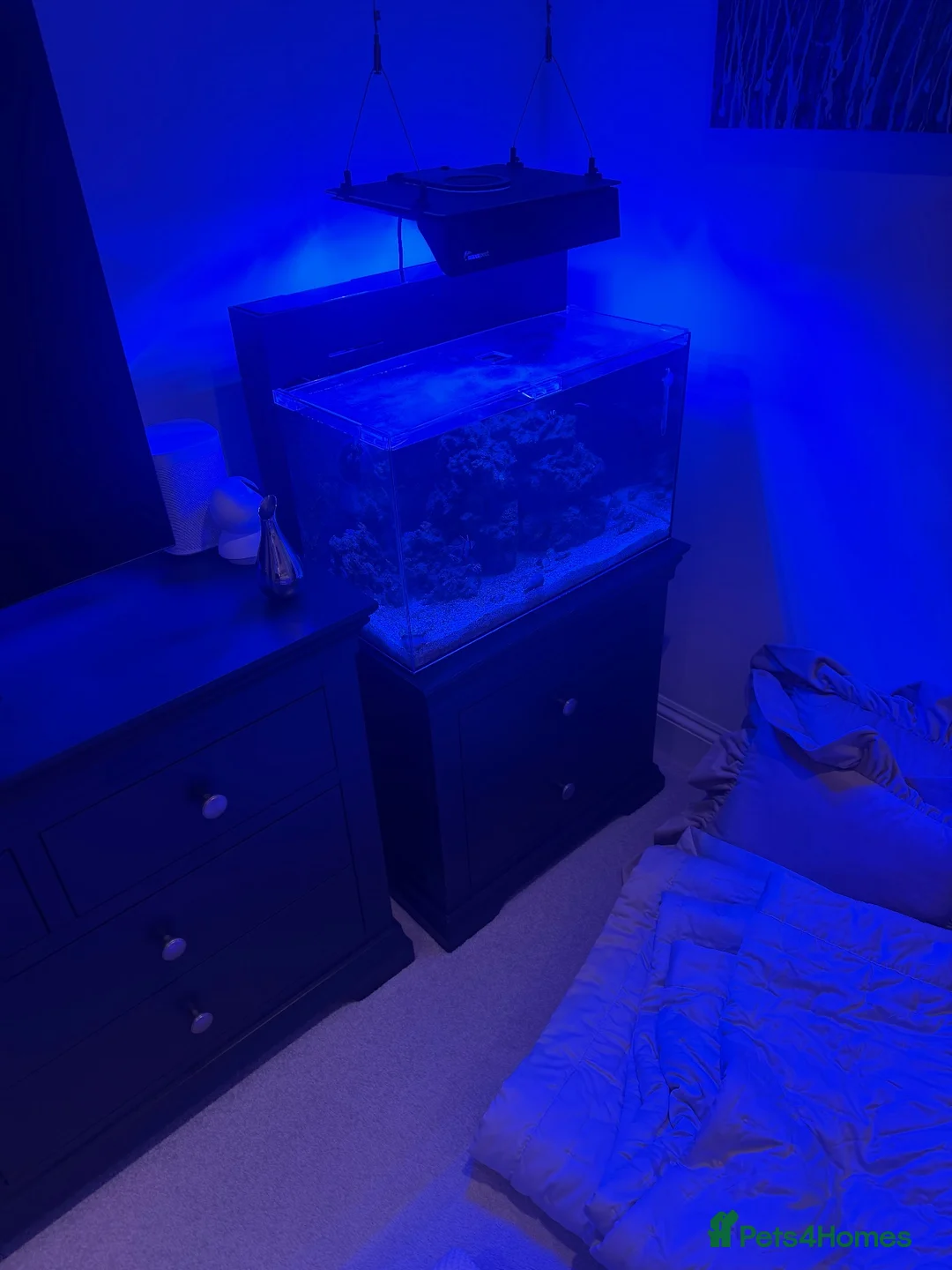 Other/Mixed Breed fish for sale: marine fish tank in Abingdon - Advert 2