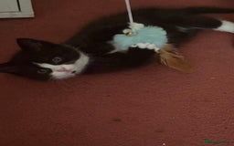Mixed Breed cats for sale: Fluffy half Persian kitten - Image 7