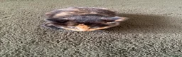 Mixed Breed cats for sale: Beautiful kittens  - Advert 4