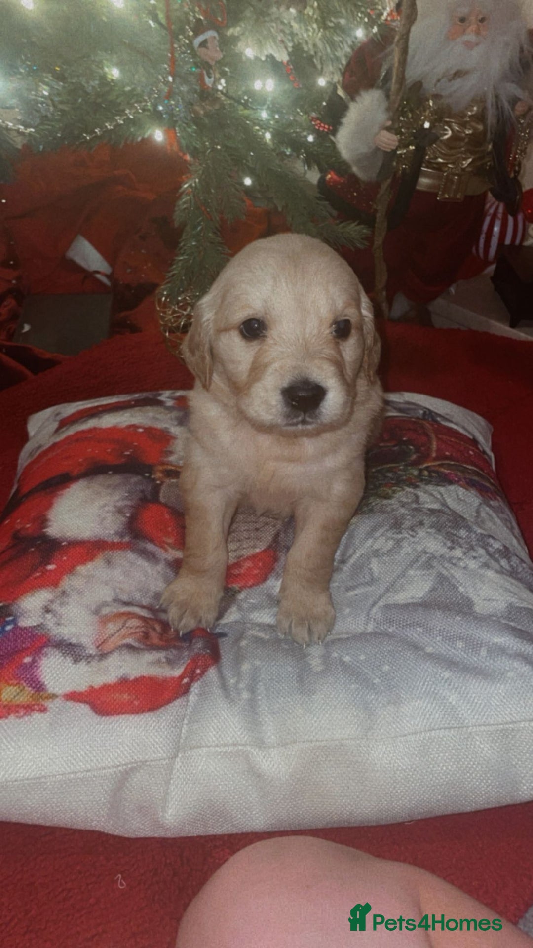 Golden Retriever dogs for sale: Golden retriever 5 boys🐶🐾 - Advert 4