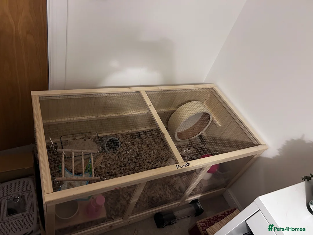 Hamster rodents for sale: Long haired Syrian hamster  - Advert 2
