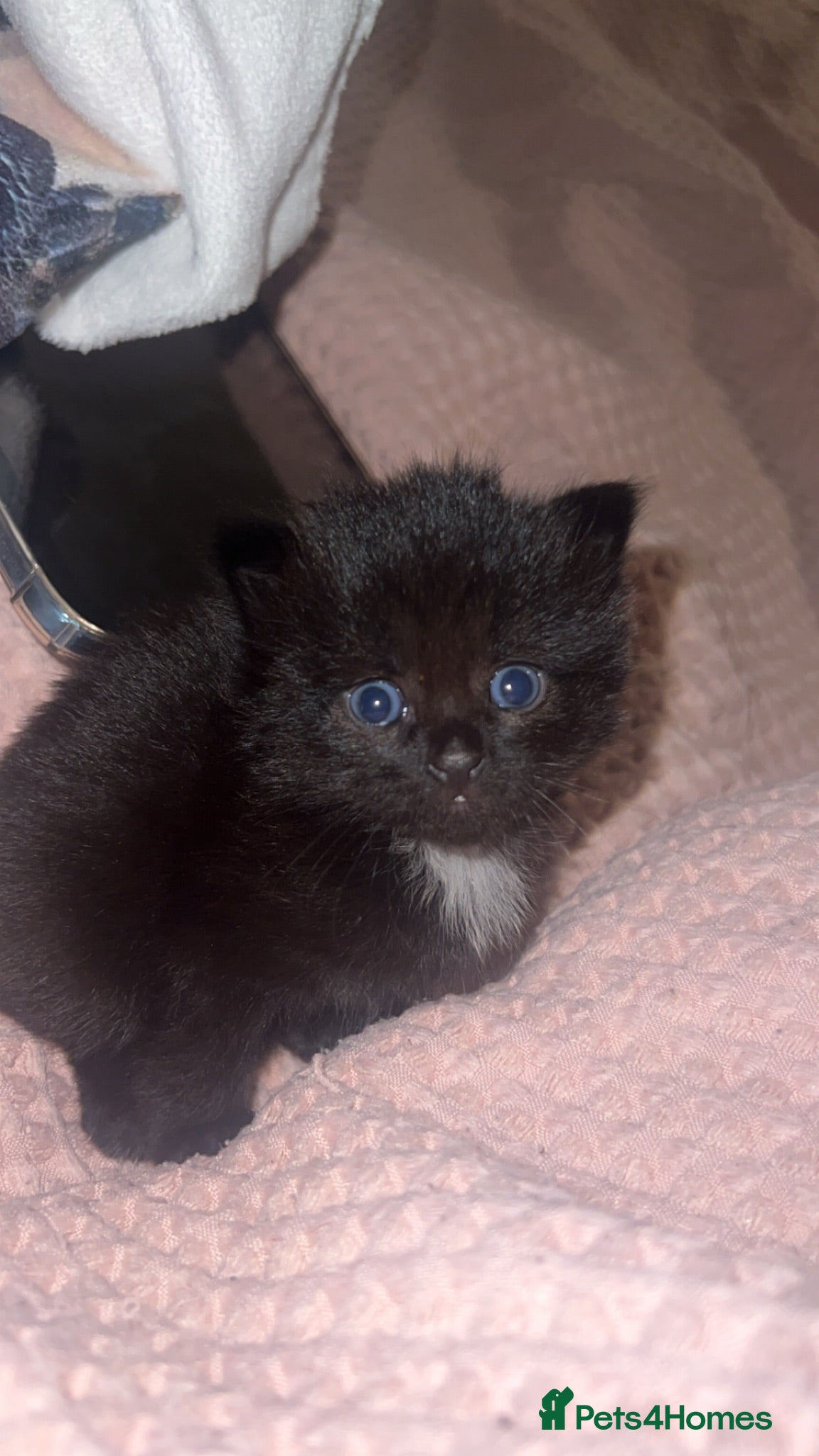 Mixed Breed cats Two Black Mixed Breed Kittens - Advert 4