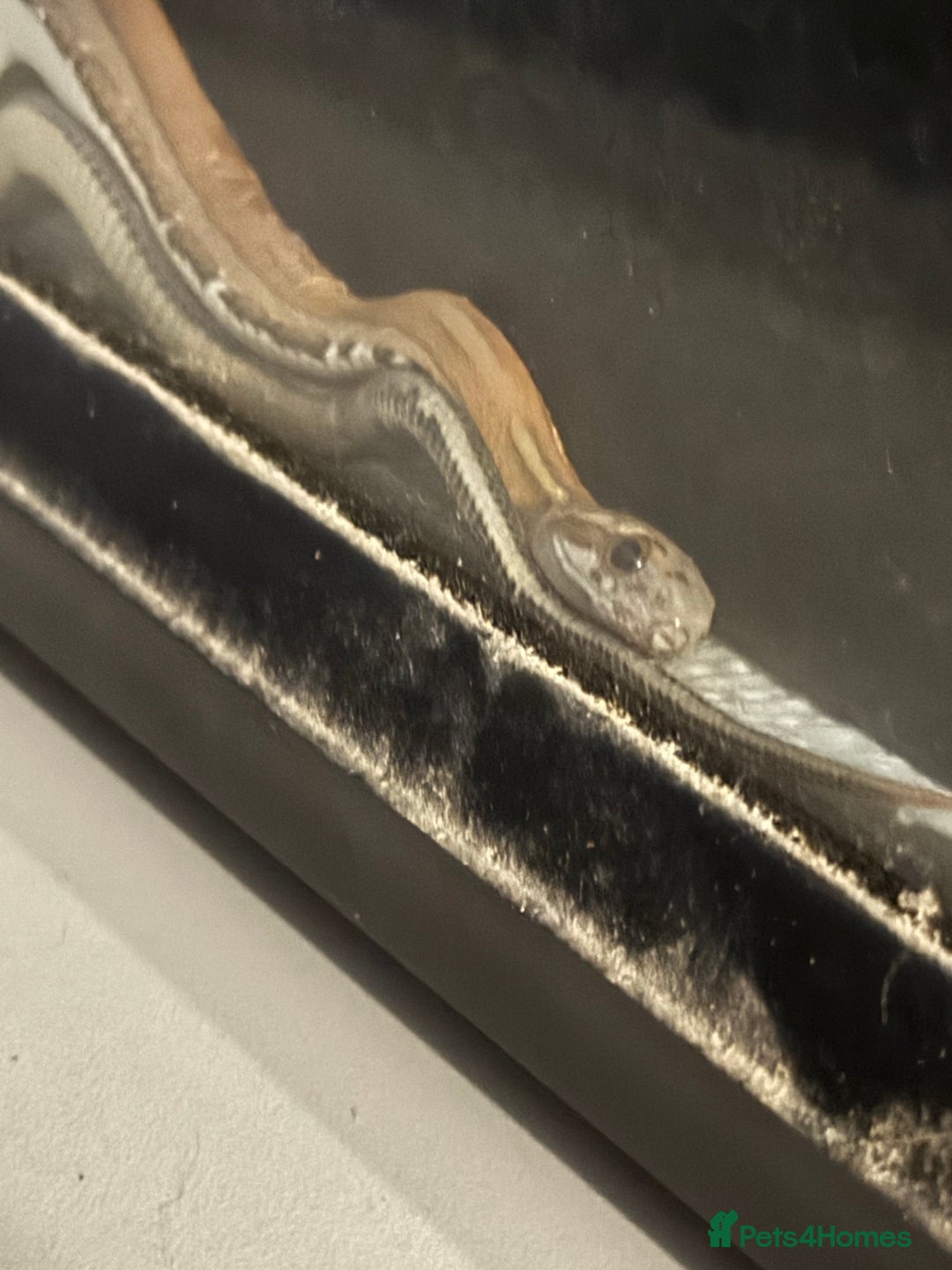 Snake reptiles for sale: Collection of snakes - Image 15