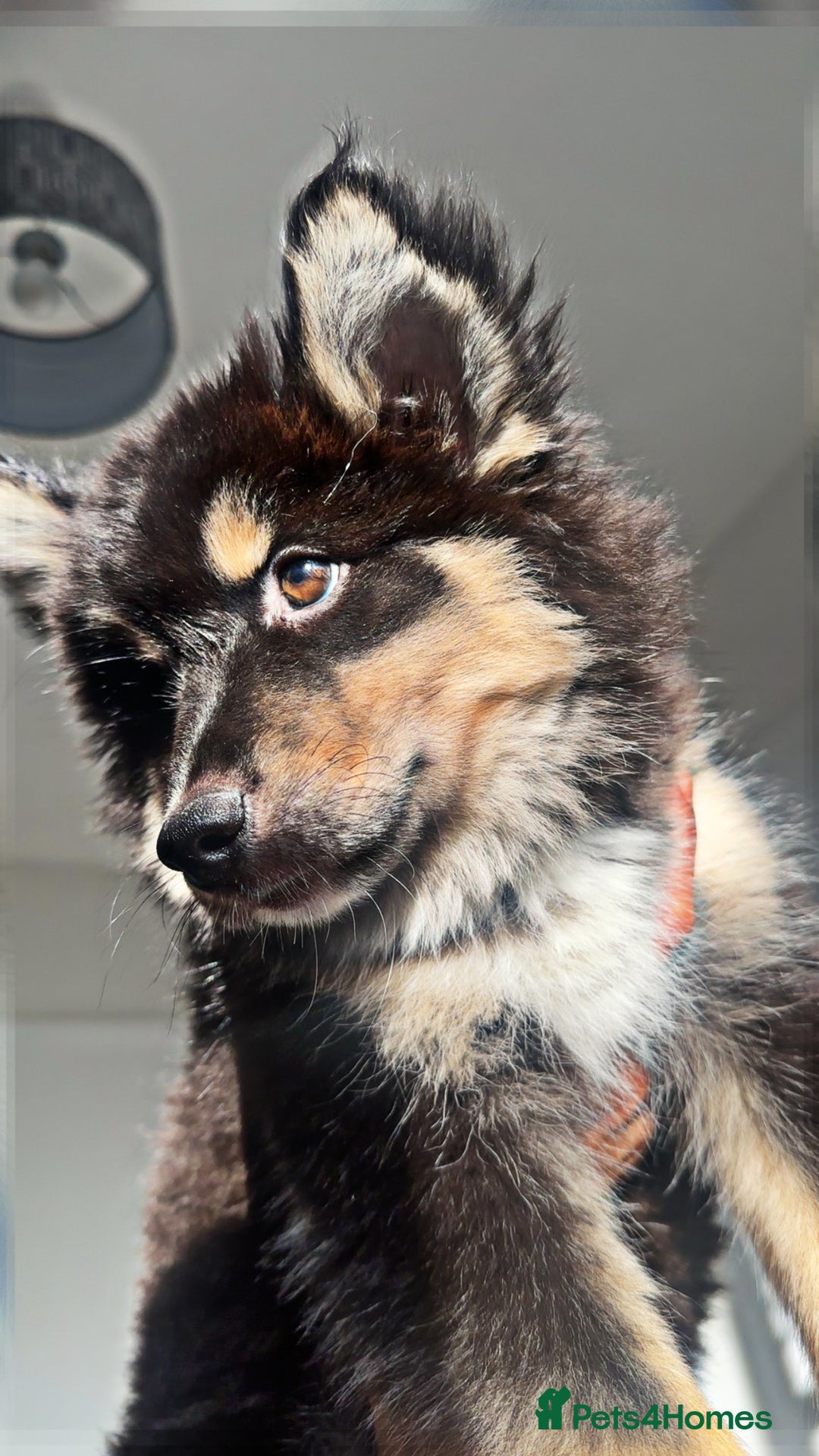 Pomsky dogs for sale: BLUE EYED Family-Raised Pomsky Pups  - Advert 27