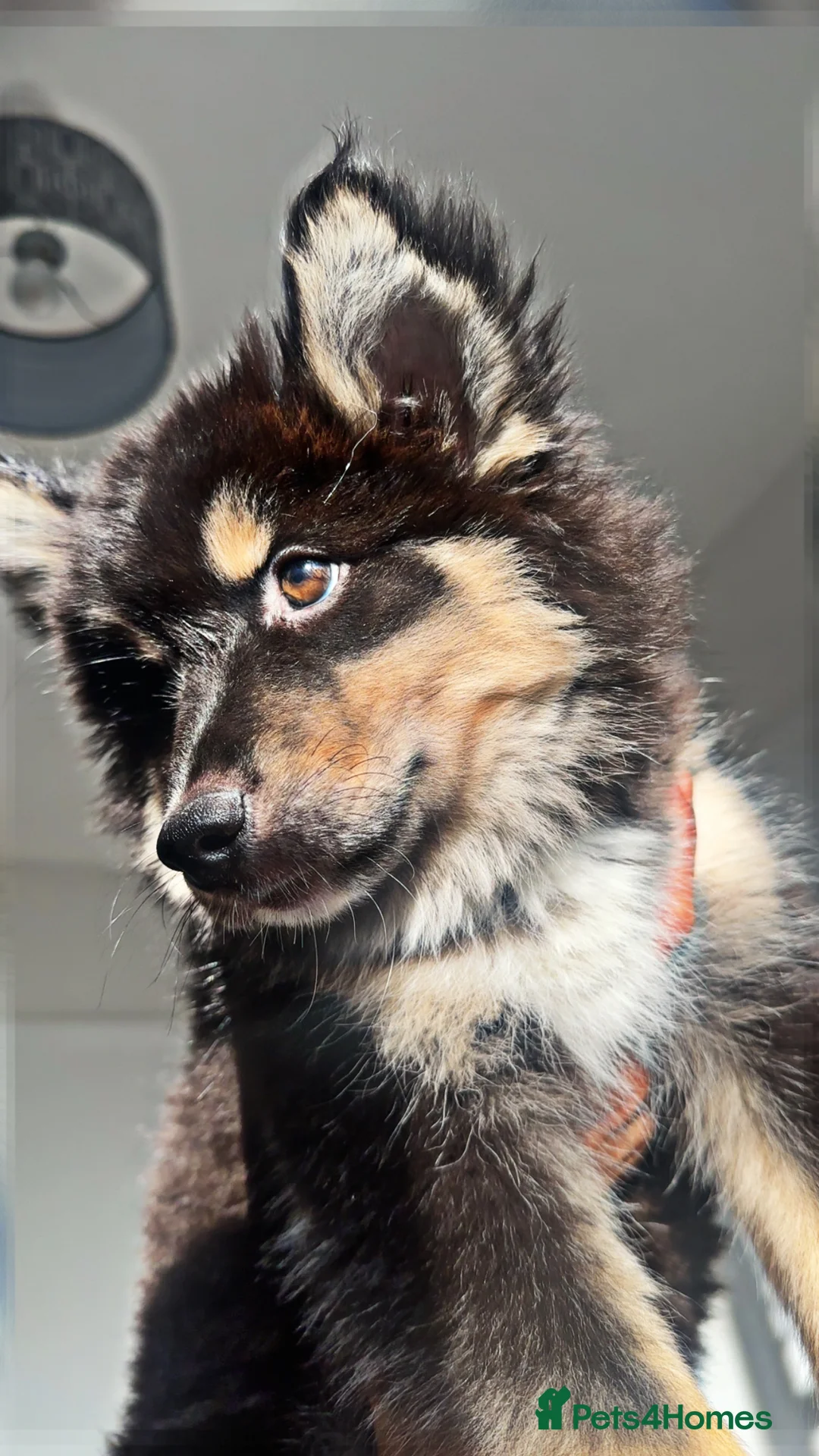 Pomsky dogs for sale: Skye and Sahara  - Advert 23