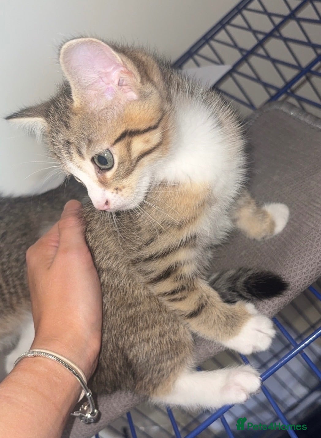 Mixed Breed cats gorgeous 1/4 ragdoll/tabby kittens for sale - Advert 1