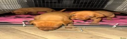 Hungarian Vizsla dogs for sale: Hungarian Vizsla KC Puppies excellent Pedigree - Advert 11