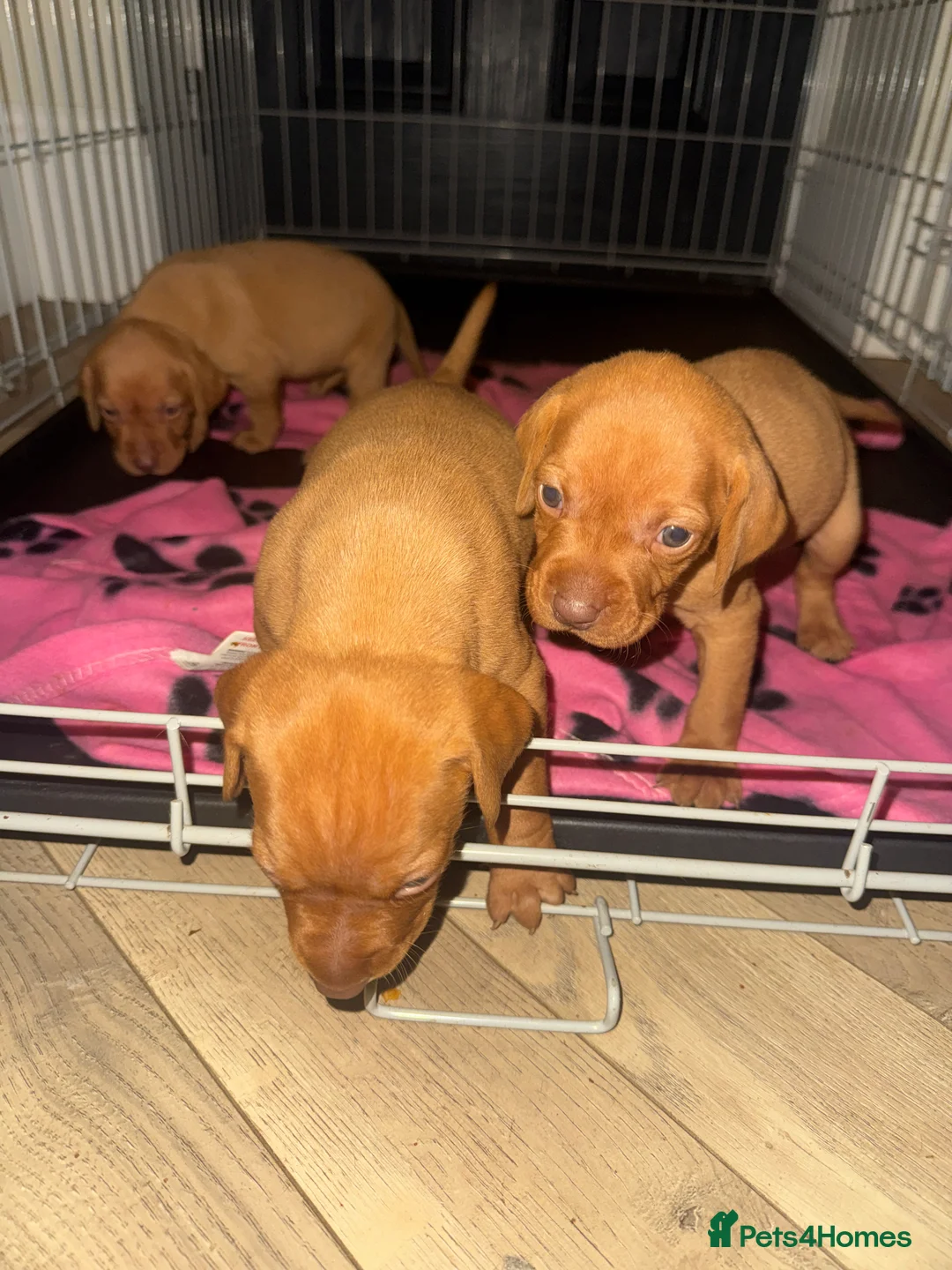 Hungarian Vizsla dogs for sale: Hungarian Vizsla KC Puppies excellent Pedigree - Advert 11
