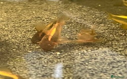 Corys fish for sale: Red Lazer Corys. £15. - Image 6