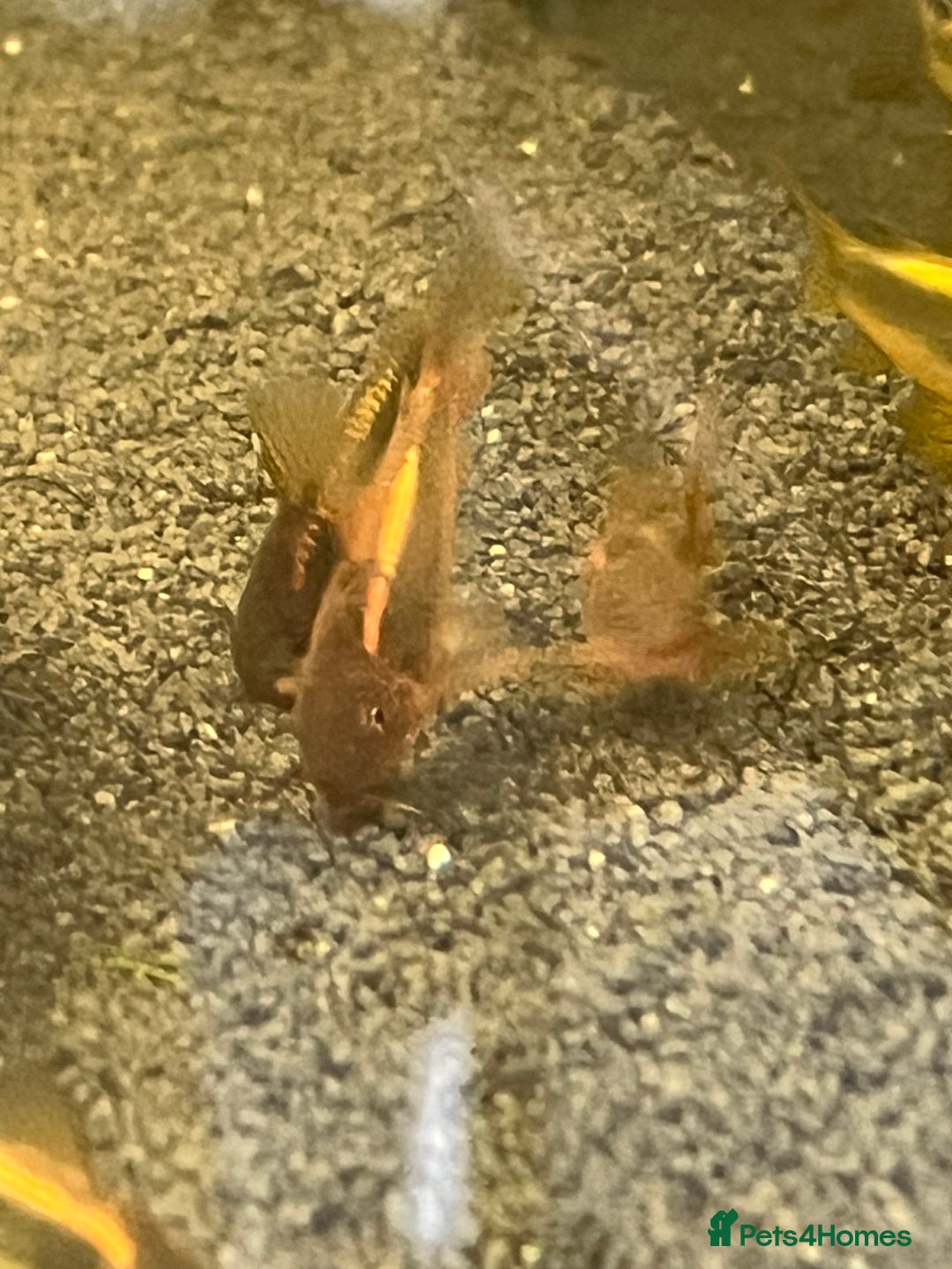 Corys fish for sale: Red Lazer Corys. £15. - Image 6