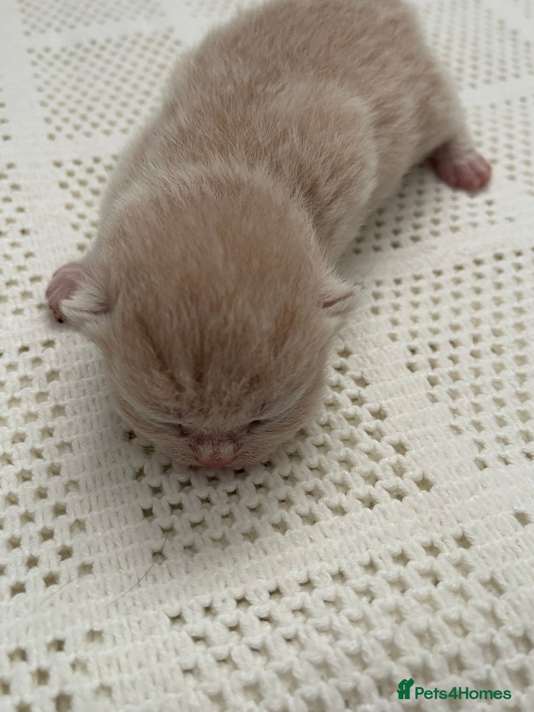 British Shorthair cats for sale: Exceptional litter of GCCF British shorthairs - Advert 14