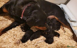 Rottweiler dogs for sale: quickly rottweiler puppy - Image 7