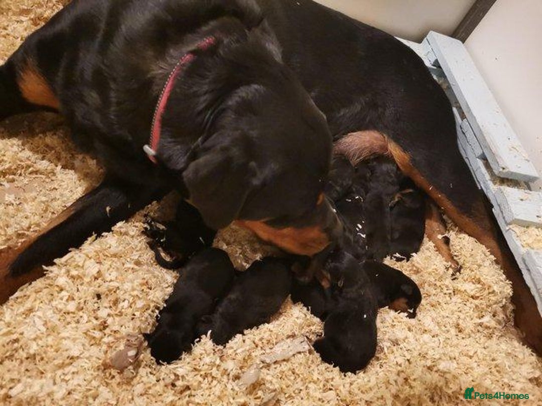 Rottweiler dogs for sale: quickly rottweiler puppy - Image 7