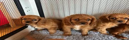 Cavalier King Charles Spaniel dogs for sale: Cavalier King Charles  - Advert 25