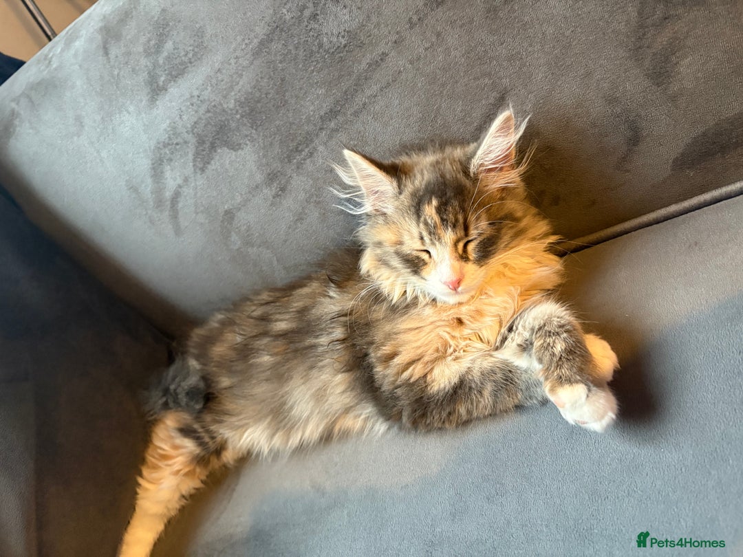 Domestic Shorthair cats for sale: 2 princes an 2 princess kittens  - Image 19