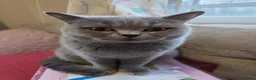 British Shorthair cats for sale: GCCF Active Blue British Short Hairs in Saint Leonards-on-sea - Advert 2