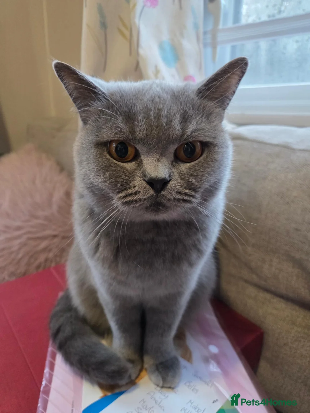 British Shorthair cats for sale: GCCF Active Blue British Short Hairs in Saint Leonards-on-sea - Advert 2