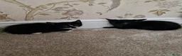 Mixed Breed cats for sale: Kittens Ready Now in Basildon - Advert 24