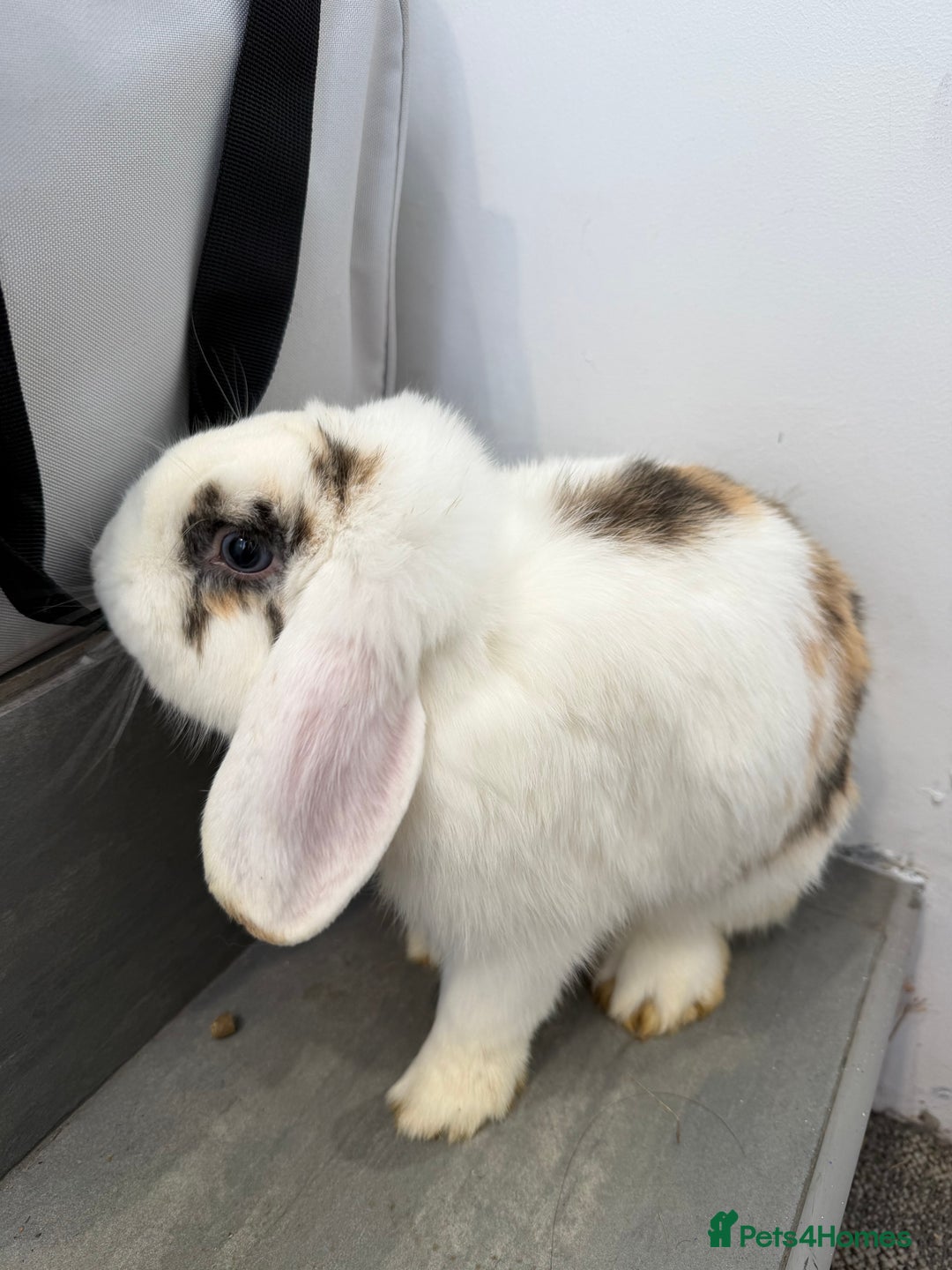 Mini Lop rabbits for sale: Lop & Lion head Rabbit  - Image 9