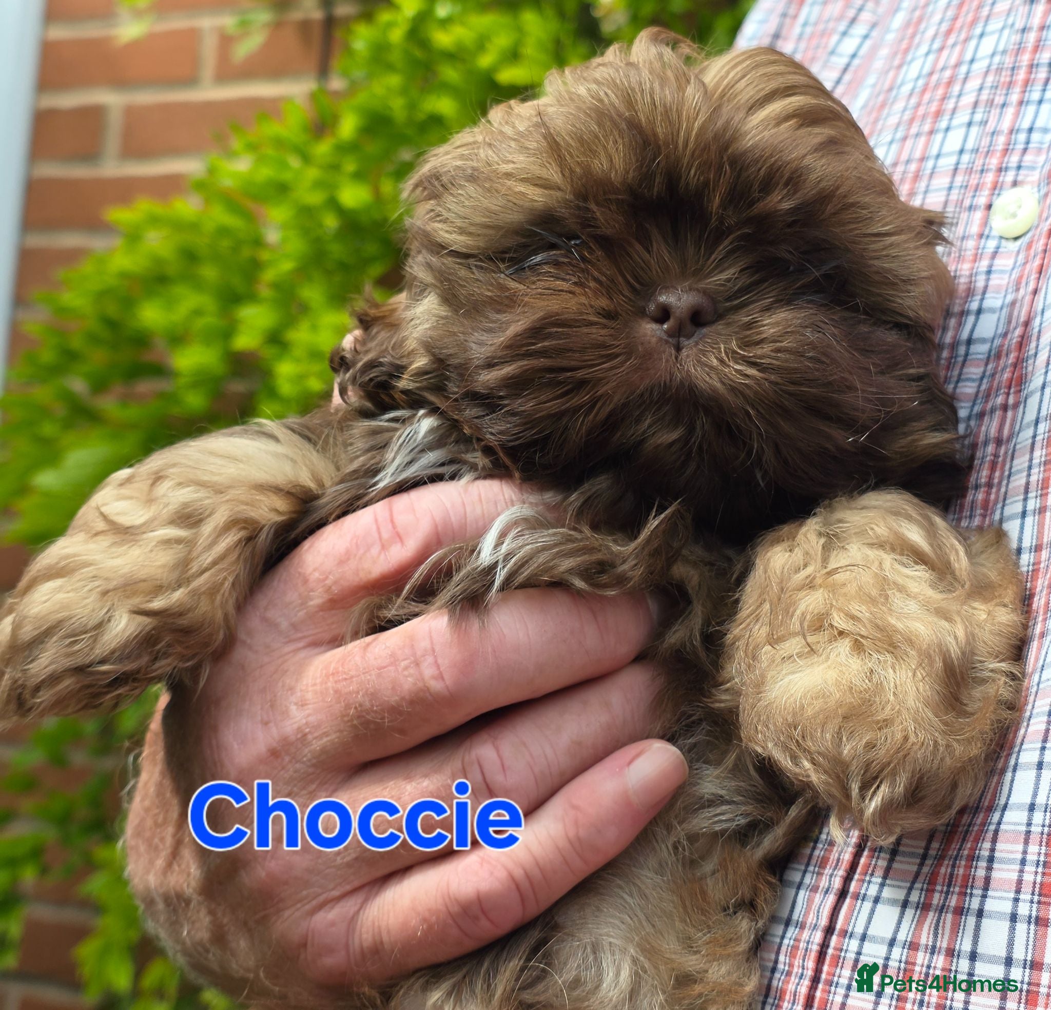 Shih Tzu dogs Stunning KC registered Imperial Shih Tzu puppies - Advert 2
