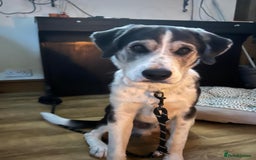Mixed Breed dogs for sale: Huskeydor 10 months old - Image 3