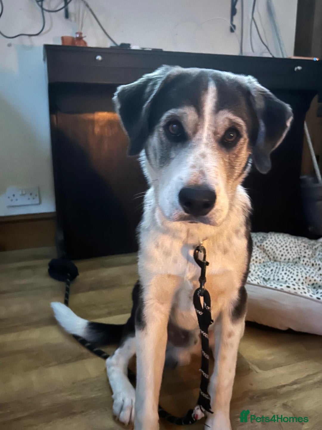 Mixed Breed dogs for sale: Huskeydor 10 months old - Image 3