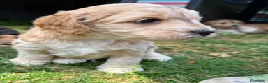Cockapoo 2