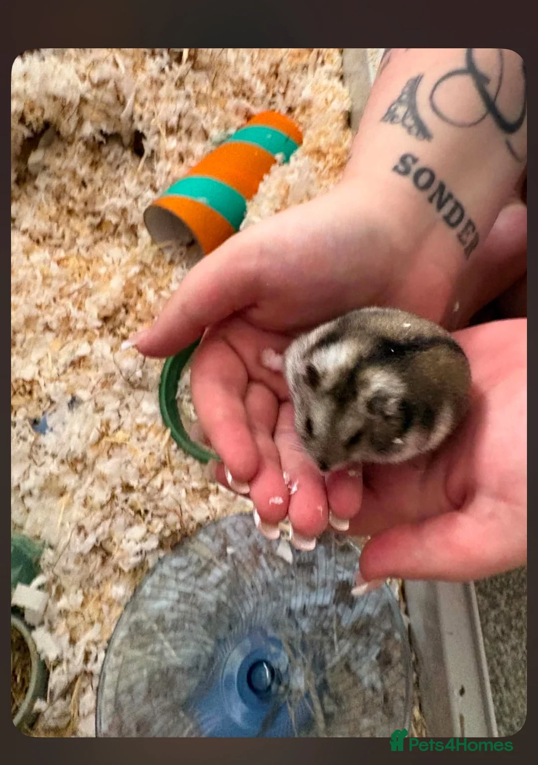 Hamster rodents for sale: Russian dwarf hamster  in Leeds - Advert 1