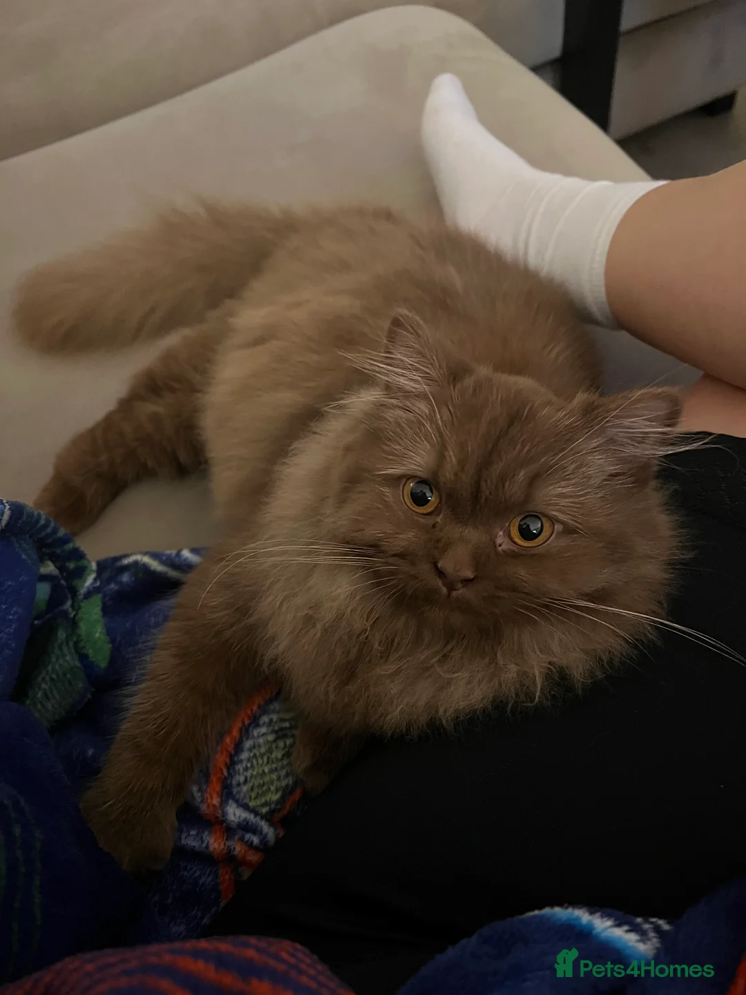 British Longhair cats for sale: Cinnamon British long hair female  - Advert 8