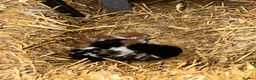 Mixed Breed cats for sale: Farm kitten - Advert 4