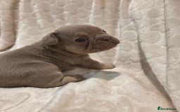 French Bulldog dogs for sale: Isabella & lilac & tan chunky frenchies - Advert 28